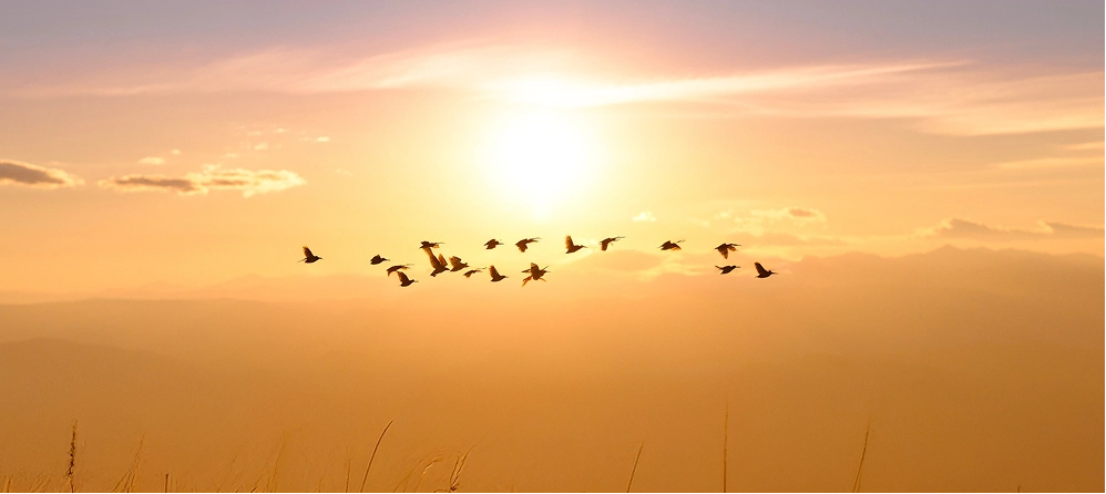 Aves volando en un Atardecer